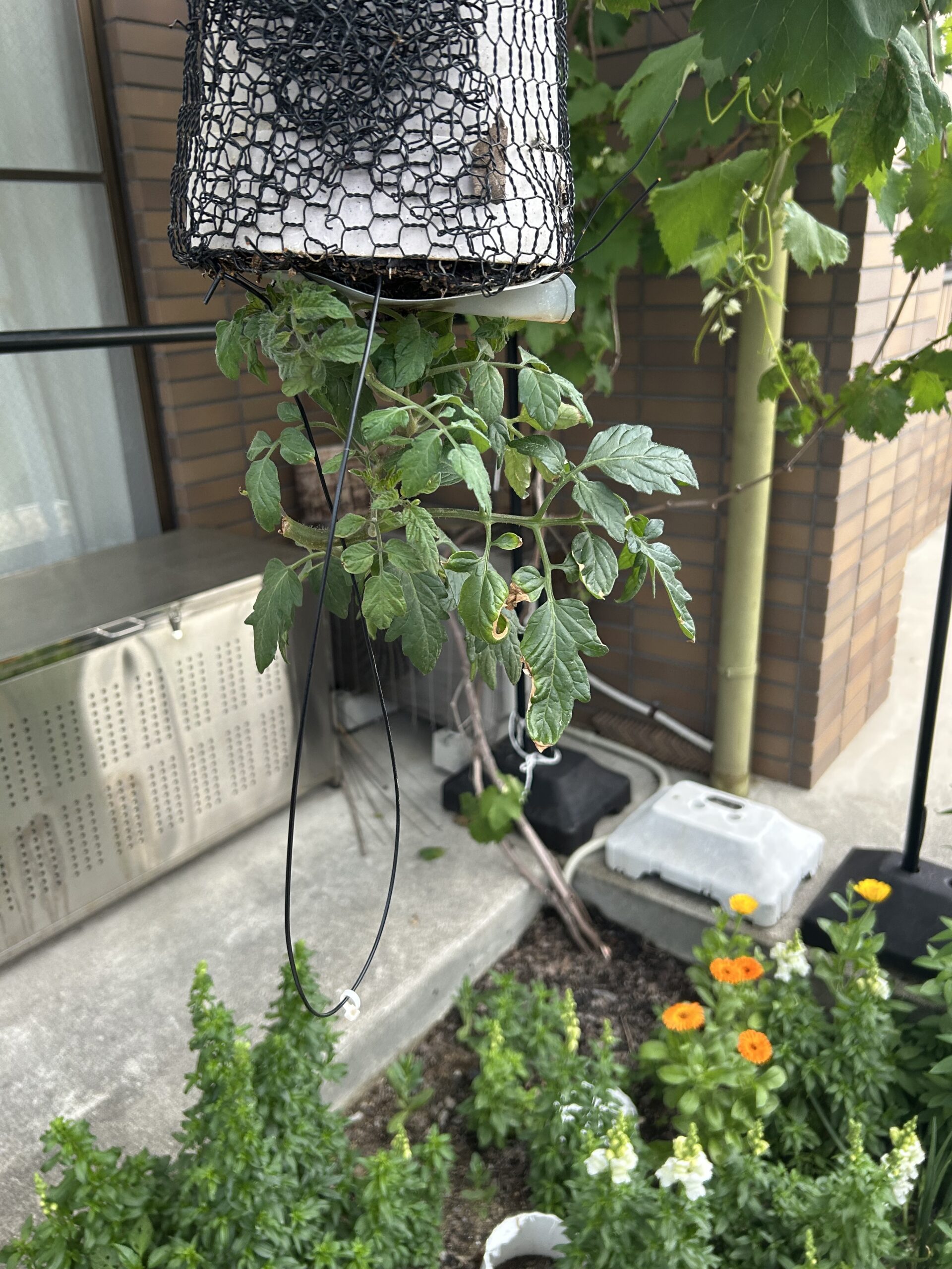 菜園の近況